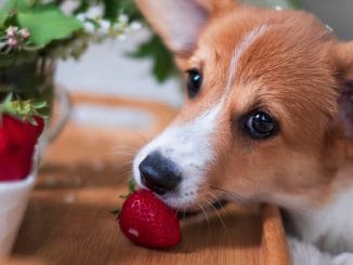 Får jag ge min hund jordgubbar